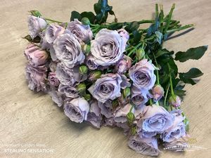 ROSE BR. STERLING SENSATION 50